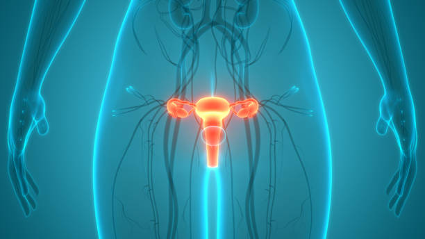 istock Female Reproductive System with Nervous System and Urinary Bladder Anatomy 1251664893
