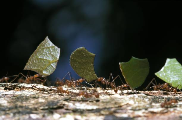 istock Leaf Cutter Ant, atta sp, Costa Rica 1251664908
