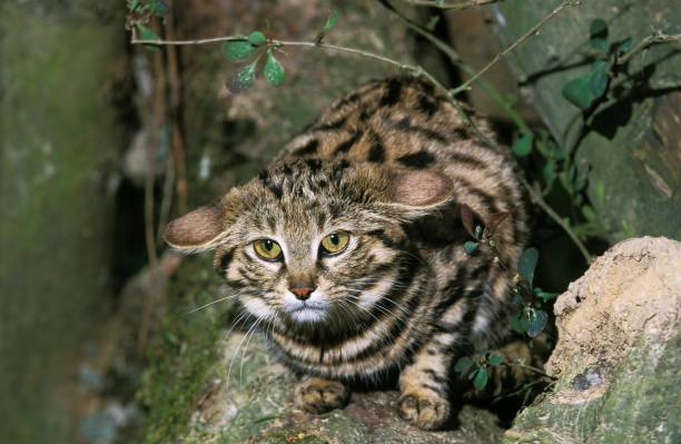 czarny footed cat, felis nigripes, dorosły stojący na gałęzi - footed zdjęcia i obrazy z banku zdjęć