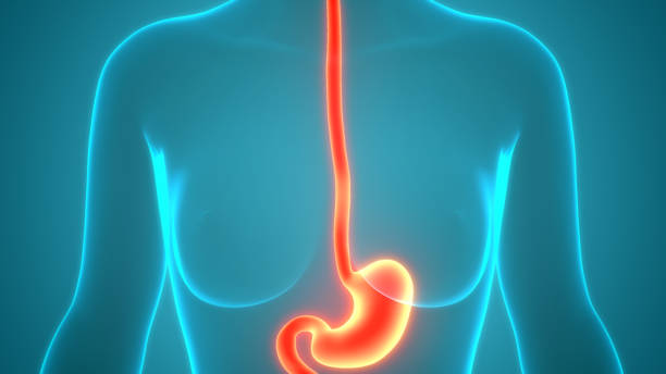istock Human Digestive System Stomach Anatomy 1251665017
