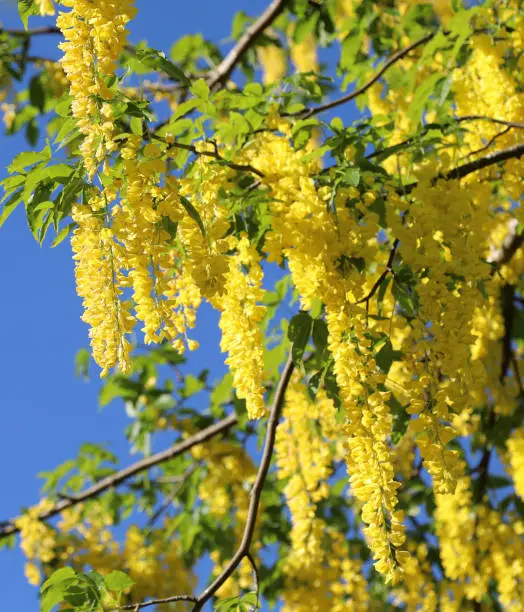 poisonous yellow laburnum flowers blossomed in the mountains in summer
