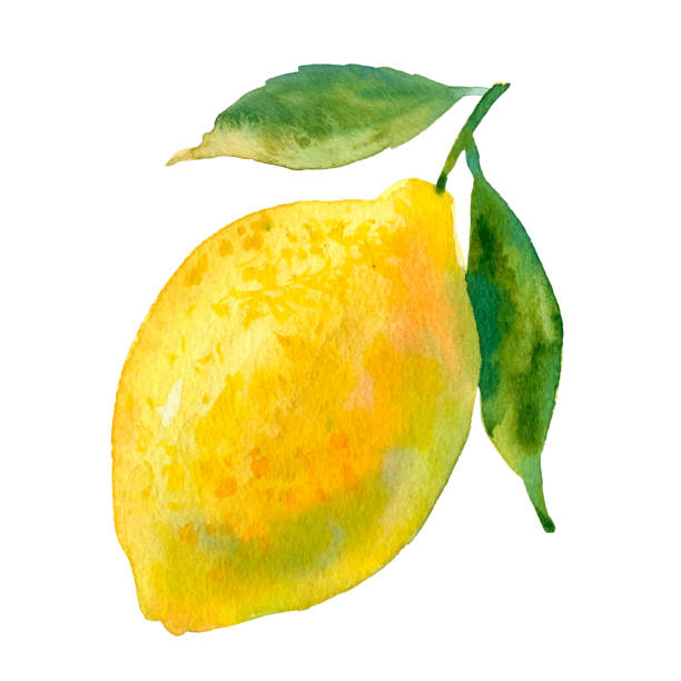 illustrazioni stock, clip art, cartoni animati e icone di tendenza di illustrazione vettoriale di limone ad acquerello. pera dolce disegnata a mano. illustrazione luminosa e fresca. pittura botanica ad acquerello - lemon