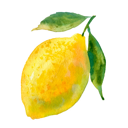 Vector watercolour lemon illustration. Hand drawn sweet pear. Fresh yellow fruit. Bright and fresh illustration. Watercolor botanical painting.