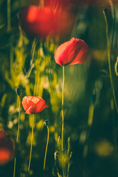 istock Poppies in a beautiful meadow during spring season 1251666441