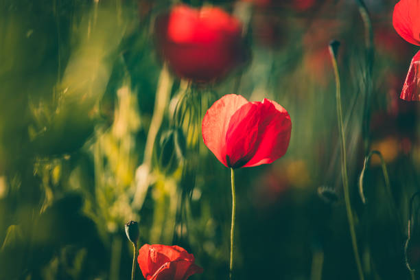 istock Poppies in a beautiful meadow during spring season 1251666442