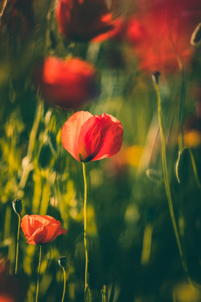 istock Poppies in a beautiful meadow during spring season 1251666449