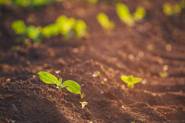 istock Small seedlings grow in the newly cultivated soil 1251666521
