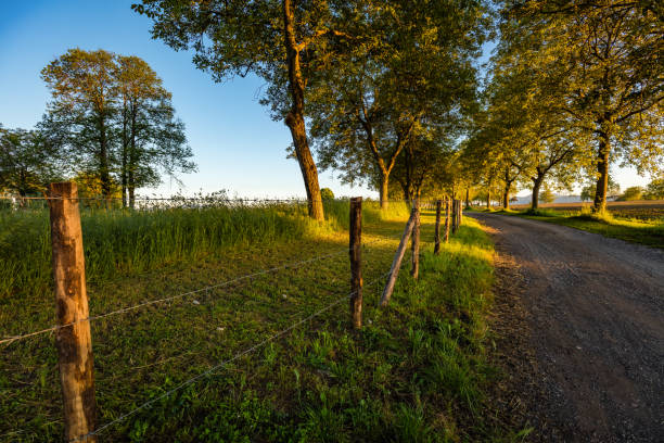 Road near farm, with trees