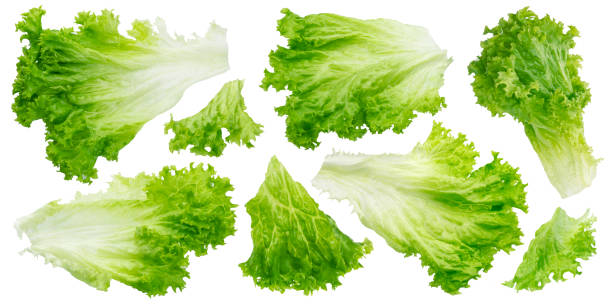 fresh lettuce leaves isolated on white background with clipping path - iceberg lettuce imagens e fotografias de stock