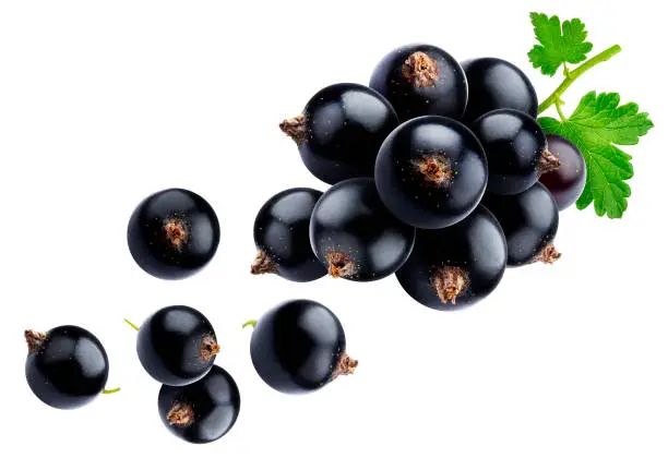 Falling black currant isolated on white background with clipping path, ripe juicy berries of blackcurrant with fresh leaves