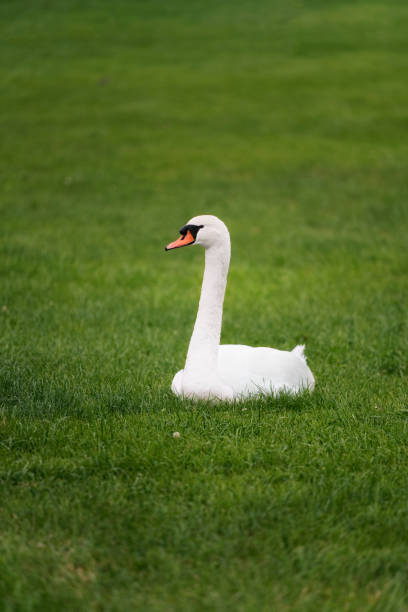 istock A white mute swan (Cygnus olor) is sitting on the green grass. 1251667529