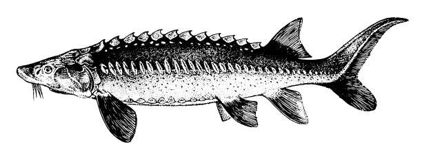White Sturgeon, Fish collection White Sturgeon, Fish collection. Healthy lifestyle, delicious food. Hand-drawn images, black and white graphics. sturgeon fish stock illustrations