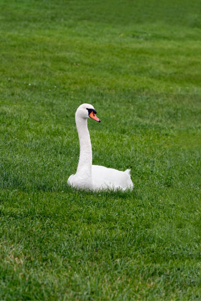 istock A white mute swan (Cygnus olor) is sitting on the green grass. 1251667651