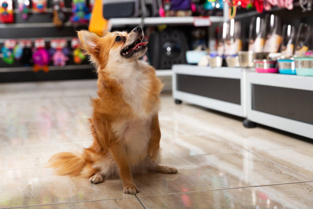 istock dog near different variation of goods for animals 1251667861
