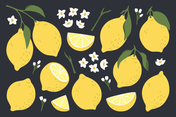 ilustrações, clipart, desenhos animados e ícones de conjunto inteiro, cortado ao meio, fatiado em pedaços de limões frescos.
coleção de frutas cítricas com casca de limão, flores e folhas em estilo desenhado à mão. ilustração do vetor isolada no fundo preto. - lemon fruit isolated citrus fruit