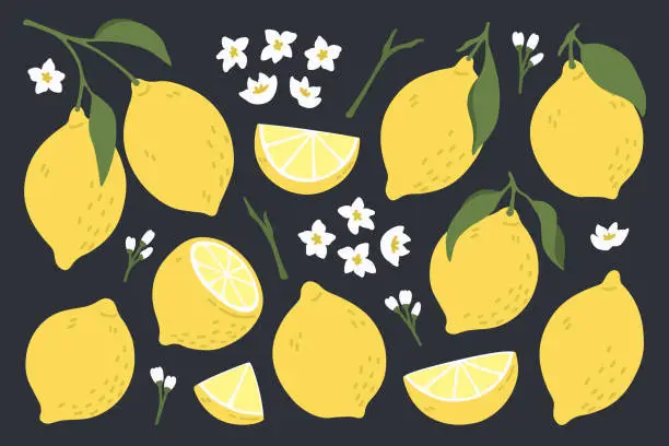 Vector illustration of Set of whole, cut in half, sliced on pieces fresh lemons .
Citrus fruit collection with lemon peel, flowers and leaves in hand drawn style. Vector illustration isolated on black background.