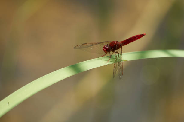 istock Crocothemis erythraea dragonfly Libellulidae broad scarlet darter 1251669031