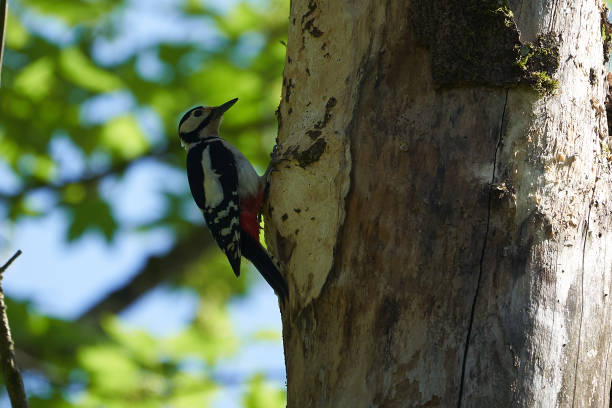 istock Great spotted woodpecker Dendrocopos major Switzerland 1251669032