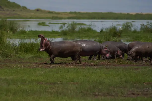 Photo of Hippo Hippopotamus amphibious Africa Safari Portrait Water mouth wide open