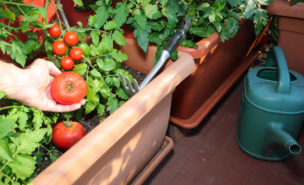 городской сад с устойчивым культивированием красного плана помидоров - 5419 стоковые фото и изображения