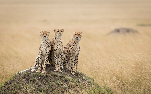 African Cheetahs hunting at wild