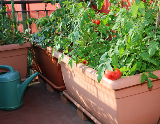 istock tomato cultivation in an urban vegetable garden on plastic pots 1251670013