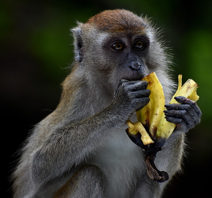 Young macaque monkey eating a banana in the jungle