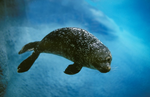 Harbour Seal, phoca vitulina, Adult underwater view