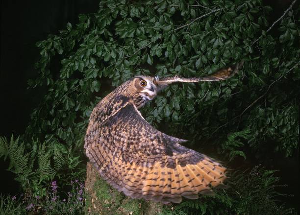 istock European Eagle Owl, bubo bubo, Adult in Flight 1251671094