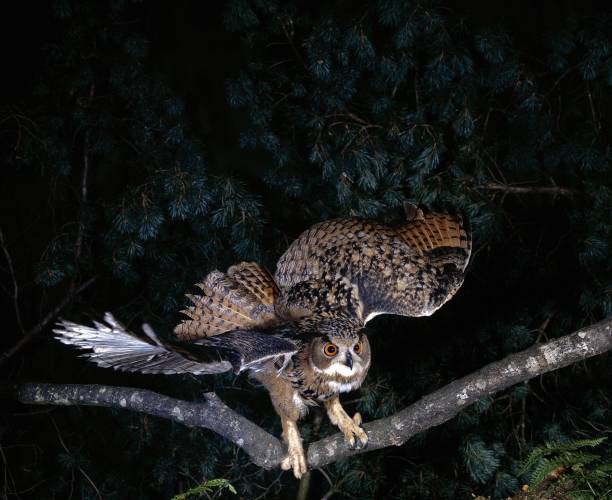 istock European Eagle Owl, bubo bubo, Adult in Flight, Taking off 1251671107