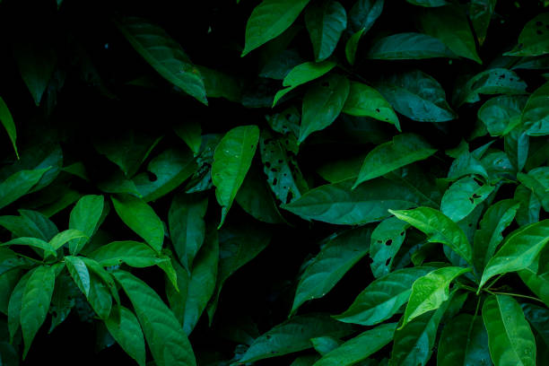 istock Green leaves background in dark light eco concept image or refreshment concept background. 1251671207