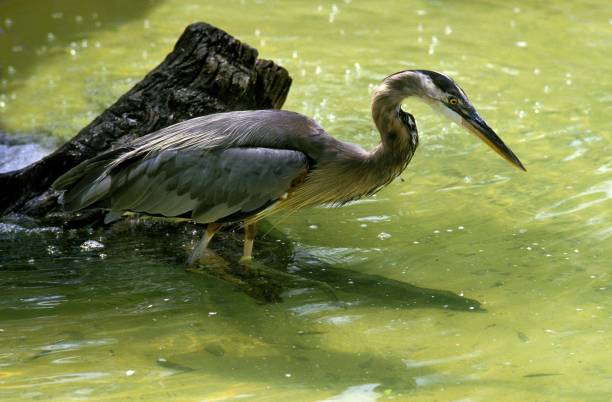 istock Grey Heron, ardea cinerea, Adult standing in Pond 1251671263