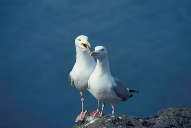 istock Herring Gull, larus argentatus, Adults standing on Rocks 1251671268