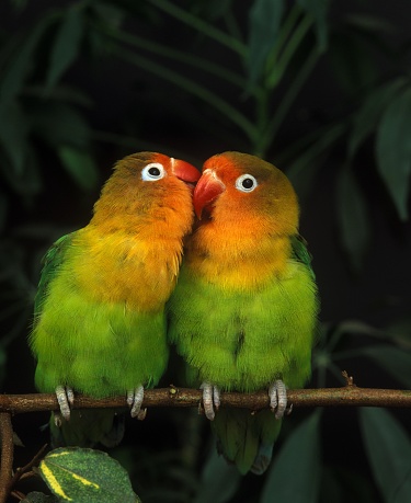 Fischer's Lovebird, agapornis fischeri, Adults standing on Branch