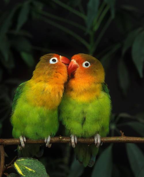 Kissing Birds Kissing Birds
