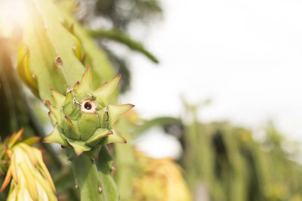 Dragon fruit on plant, Raw Pitaya fruit on tree, A pitaya or pitahaya is the fruit of several cactus species indigenous to the Americas.