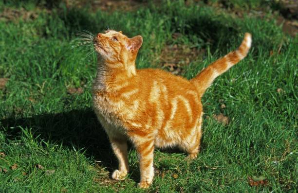 istock Red Tabby Domestic Cat, Adult looking up 1251671773