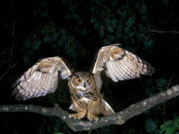 European Eagle Owl, bubo bubo, Adult in Flight, Taking off