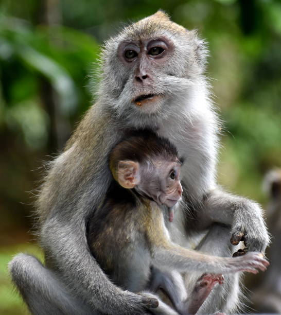 istock Mother macaque monkey holding her baby in the jungle 1251671791
