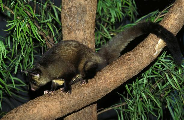 yellow bellied glider, petaurus australis - australis imagens e fotografias de stock