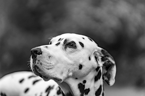 Close up head shot of a Dalmatian standing in a domestic English garden with focus on the eyes.