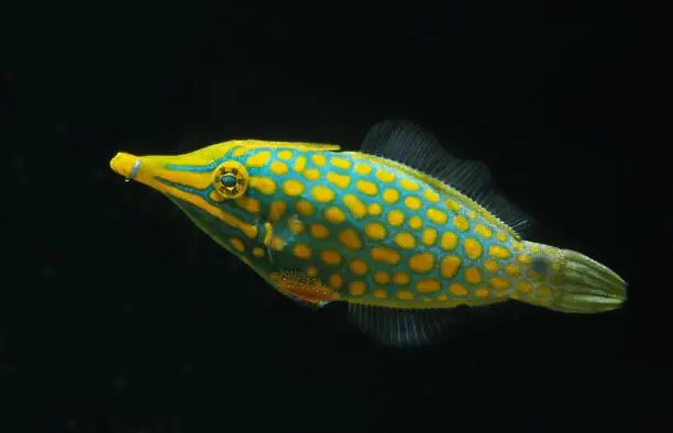 Beaked Leatherjacket or Harlequin Filefish, oxymonacanthus longirostris