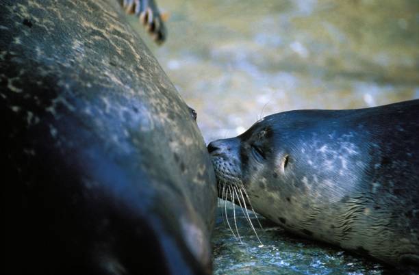 istock Harbour Seal, phoca vitulina, Female with Pup suckling 1251672809