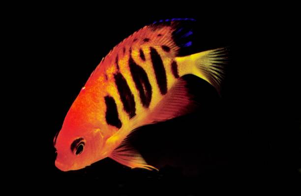 istock Flame Angelfish, centropyge loriculus, Adult against Black background 1251672869