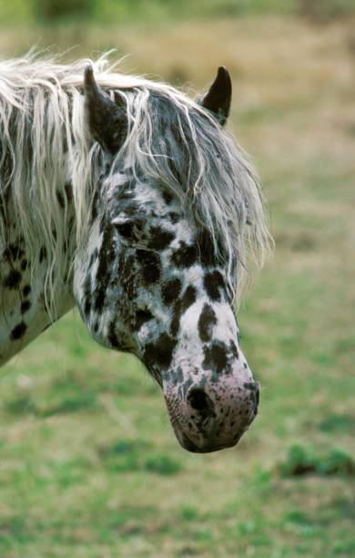 istock Knabstrup Horse, Portrait 1251672941