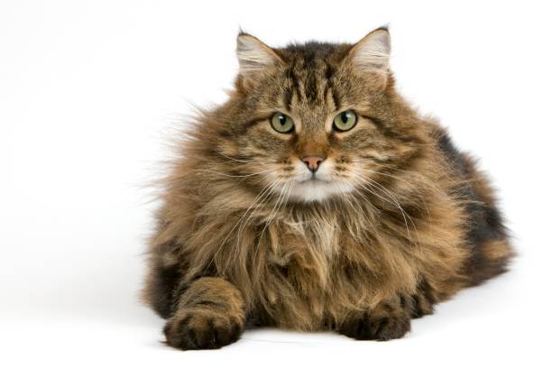 istock Angora Domestic Cat, Male against White Background 1251673280