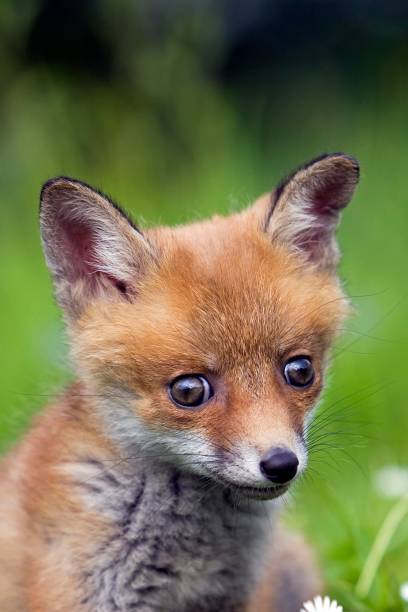 istock Red Fox, vulpes vulpes, Portrait of Cub, Normandy 1251673345