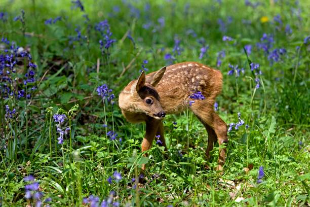 istock Roe Deer, capreolus capreolus, Fawn with Flowers, Normandy 1251673347
