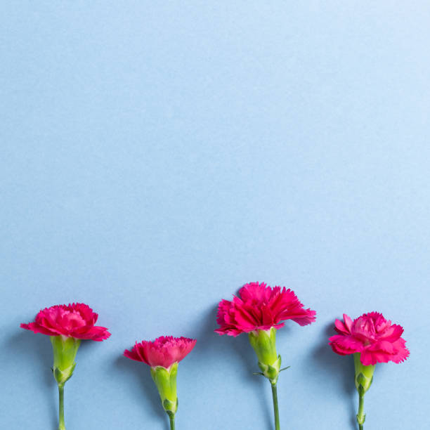 istock Pink spray carnation flowers on blue background. Floral composition, flat lay, top view, copy space 1251673354