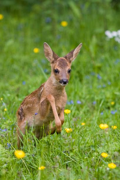 istock Roe Deer, capreolus capreolus, Fawn with Flowers, Normandy 1251673439